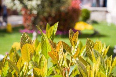 Bir ağaç ve yaprak parçası olarak arka plan dokusu