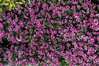 Arka plan olarak çiçek açan çiçekler