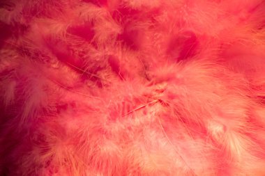 Güzel kuş tüyleri dekoratif amaçlar için