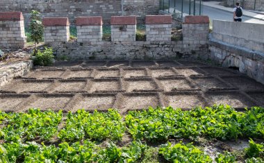 Bahar alan Filiz tarım bitkileri yetiştirme