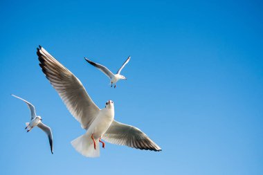 Mavi bir gökyüzü uçan tek martı