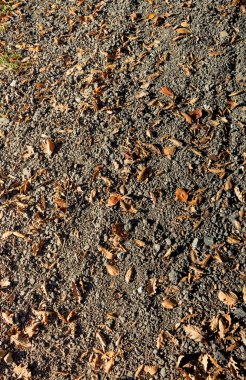 Kahverengi yaprak doku ve arka plan. Kuru yaprakları arka plan dokusu