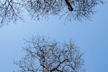 Görünümünde bir bahçede bir ağaç parçası