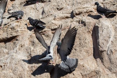 Güvercinler kayanın üzerinde oturuyorsun 