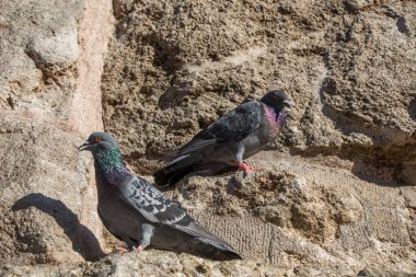Güvercinler kayanın üzerinde oturuyorsun 