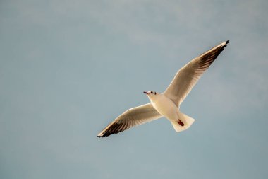 Mavi gökyüzünde uçan martı 