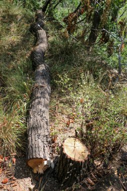 Taze kesilmiş ağaç bahçe içinde günlüğe kaydeder.