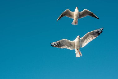 Gökyüzünde uçan martıları çifti