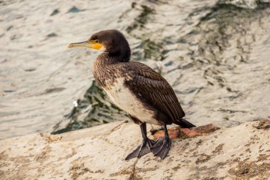  Doğa arka plan olarak şirin kuş