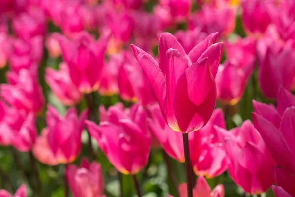 Barevný Tulipán květ květ v zahradě — Stock fotografie