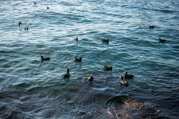 Vogelschwarm auf Wasser mit Wasserhintergrund — Stockfoto