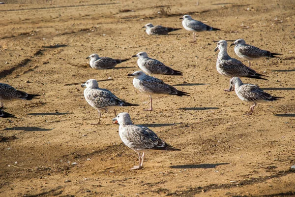 Чайки на земле с коричневой почвой — стоковое фото
