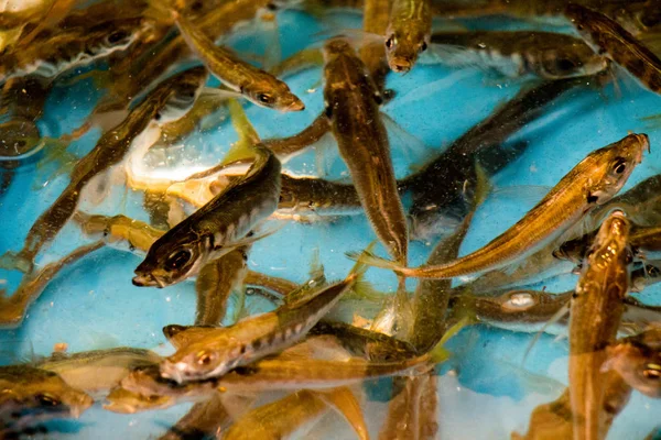 Fresco para venda no mercado do peixe — Fotografia de Stock