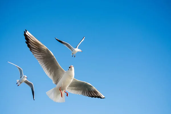 Mavi bir gökyüzü uçan tek martı — Stok fotoğraf