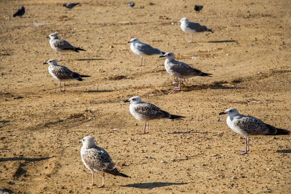 Чайки на земле с коричневой почвой — стоковое фото