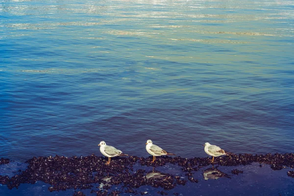 Enda seagull i vattnet i havet — Stockfoto