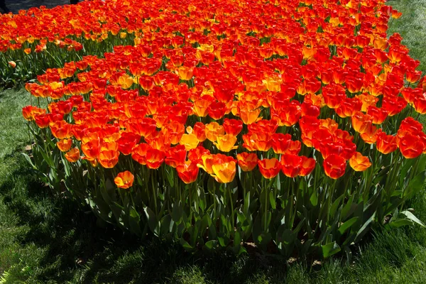 Tulpaner blommar på våren — Stockfoto