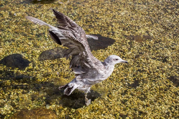 Mouette unique en eau peu profonde — Photo