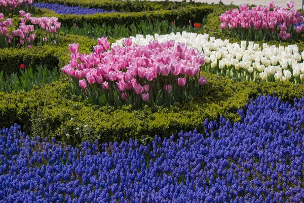 Πολύχρωμα λουλούδια τουλίπα στον κήπο — Φωτογραφία Αρχείου