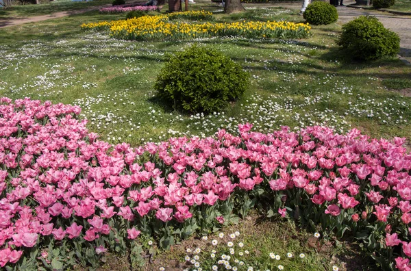 Růžová Barva Tulipán Květiny Kvetoucí Zahradě — Stock fotografie