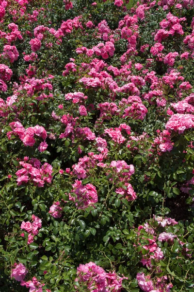 Krásné čerstvé růže jako na jaře vyšší — Stock fotografie