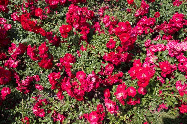 Gyönyörű friss Rózsa, mint a tavaszi háttere — Stock Fotó