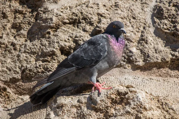 単一の鳩を岩の上に座って — ストック写真