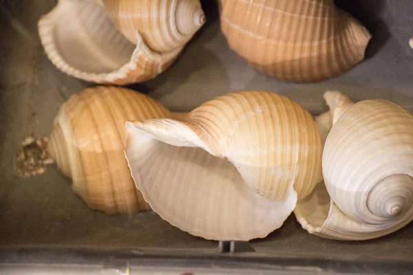 Same type of sea shells collected — Stock Photo, Image