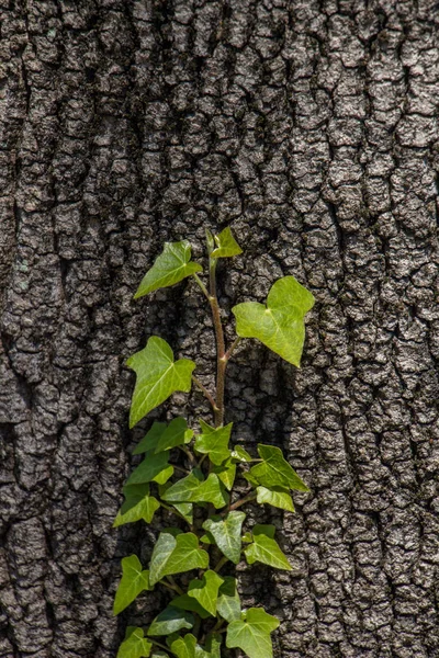 Wall  background with a tree part — Stock Photo, Image