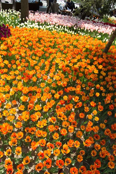 꽃 배경으로 다채로운 튤립 꽃을 피 — 스톡 사진