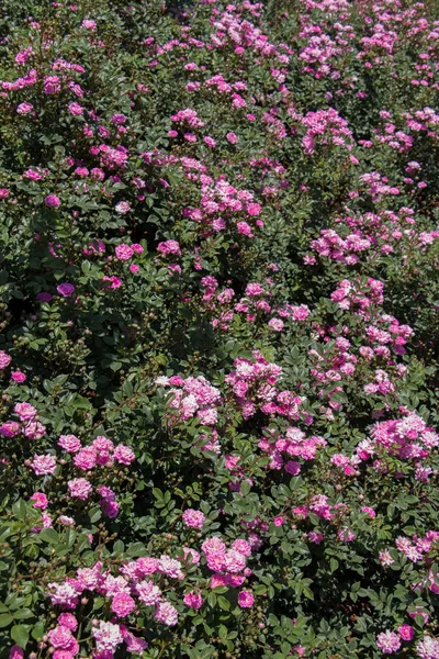 Цветущие красивые цветущие розы фон — стоковое фото