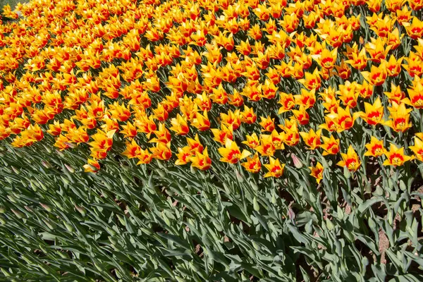 Tulipes Couleur Orange Fleurissant Dans Jardin Printemps — Photo