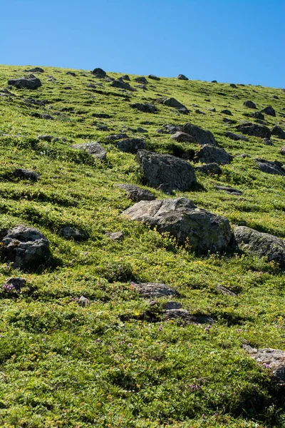 Pastagem verde nas montanhas durante a temporada de verão — Fotografia de Stock