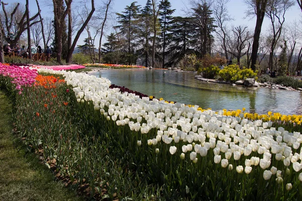 Hermosa flor de tulipanes en el campo de tulipanes junto al estanque — Foto de Stock