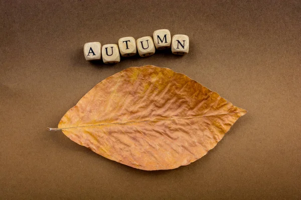 Autumn fall composition or concept and word Autumn — Stock Photo, Image