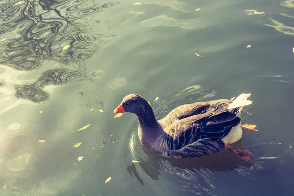 Yaban ördeği gölette yüzüyor — Stok fotoğraf