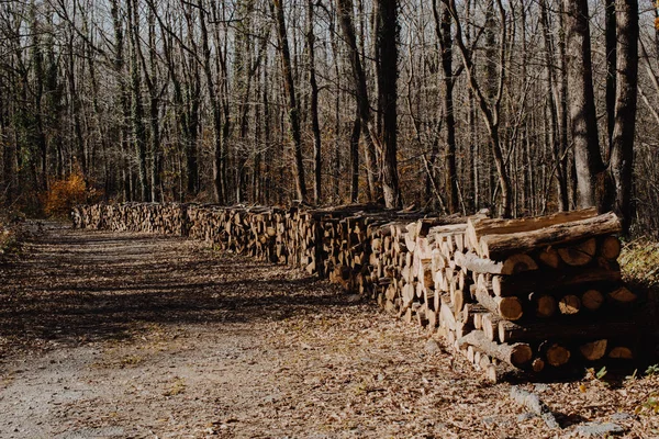 Древесина дрова складывается стволы — стоковое фото