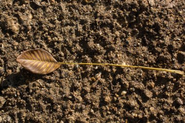 Görünümünde bir ayrı kuru yaprak