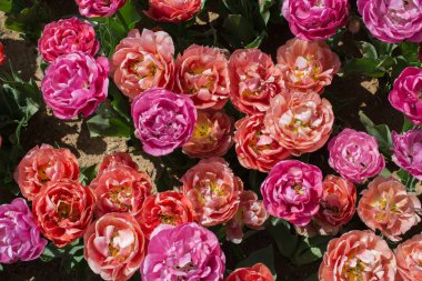 Çiçek arka plan olarak renkli Lale çiçek çiçeklenme