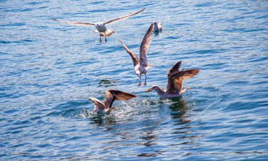 Deniz suyundaki tek martı