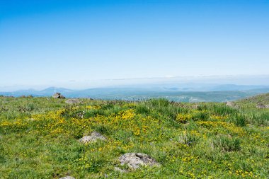 Arkaplan olarak yeşil çimen