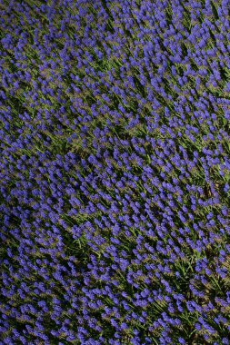 çiçek bir arka plan yapma çiçekler açar