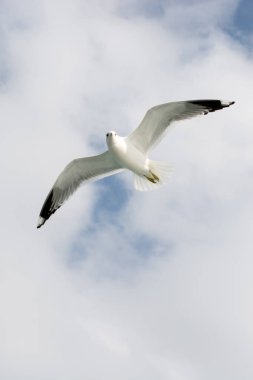 Martı gökyüzünde uçuyor.