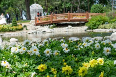 Çeşitli çiçeklerle dolu güzel renkli bir çiçek bahçesi