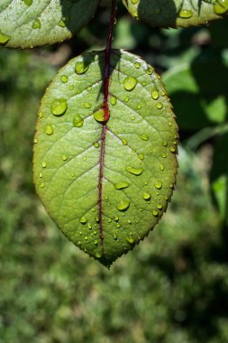 Su damlaları ile ayrı bir yeşil yaprak