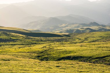 Artvin Türkiye'de yayla çayır üzerinde yabani ot