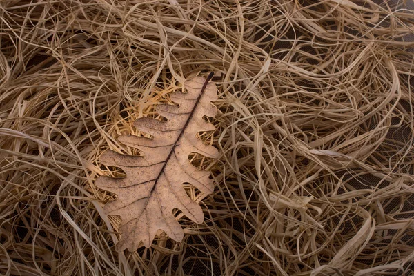 Сухой лист как осень на соломенном фоне — стоковое фото