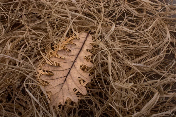 Feuille sèche en automne sur fond de paille — Photo