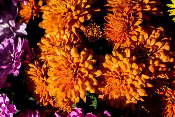 Belas flores como um fundo — Fotografia de Stock