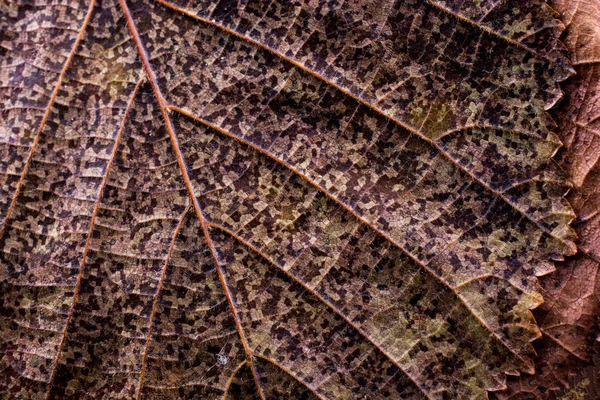 Macro view of a dry leaf of  autumn season — Stock Photo, Image
